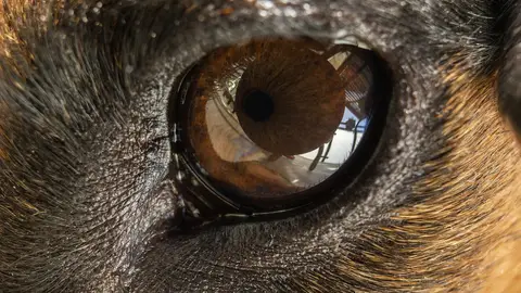 Ojo de perro Ojo de perro