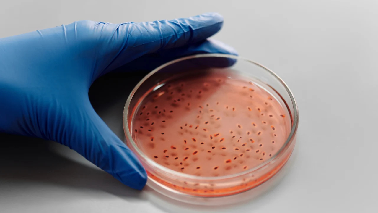 Qué es ‘candida auris’, el hongo letal que se propaga en los hospitales de Estados Unidos