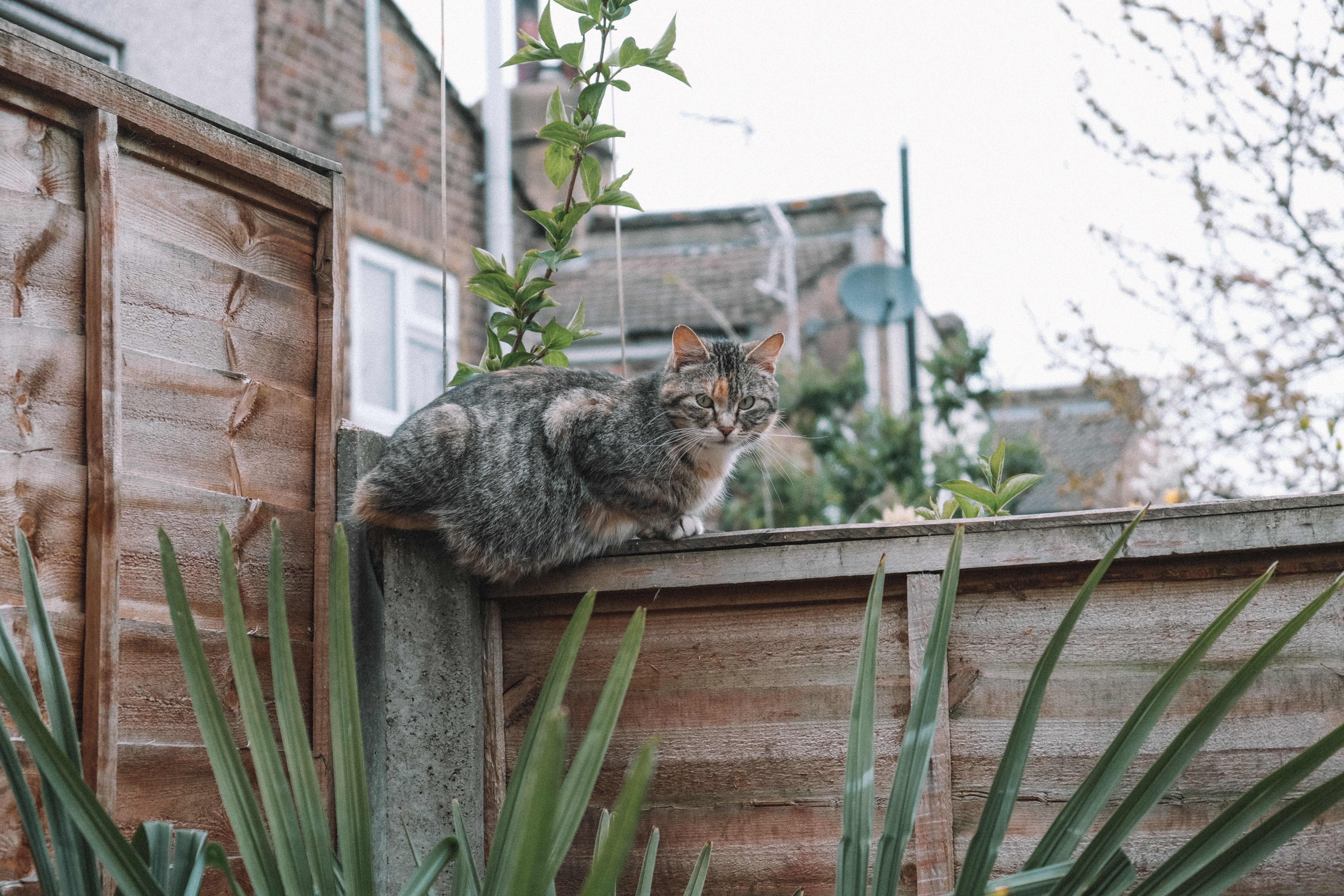 Ley animal: la multa por dejar mucho tiempo a tu perro o gato en la terraza Ley animal: la multa por dejar mucho tiempo a tu perro o gato en la terraza