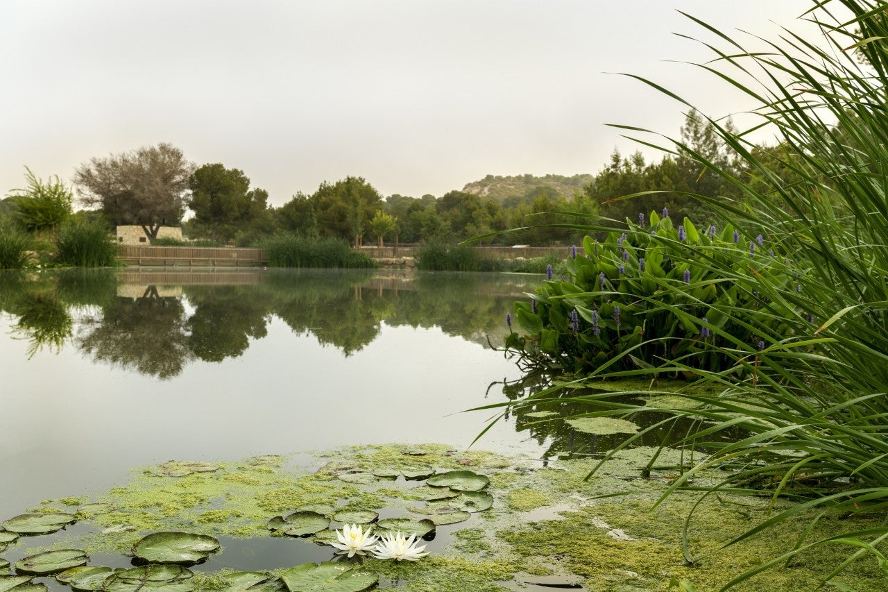 Hidraqua y sus empresas participadas destinan un 88% de agua reutilizada para uso agrícola y un 7,5% para el entorno ambiental Hidraqua y sus empresas participadas destinan un 88% de agua reutilizada para uso agrícola y un 7,5% para el entorno ambiental
