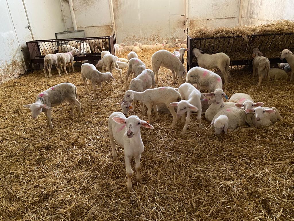 Ovejas y cabras de las comarcas ganaderas de Manzanares y Tomelloso seguirán inmovilizadas por el riesgo de viruela Ovejas y cabras de las comarcas ganaderas de Manzanares y Tomelloso seguirán inmovilizadas por el riesgo de viruela