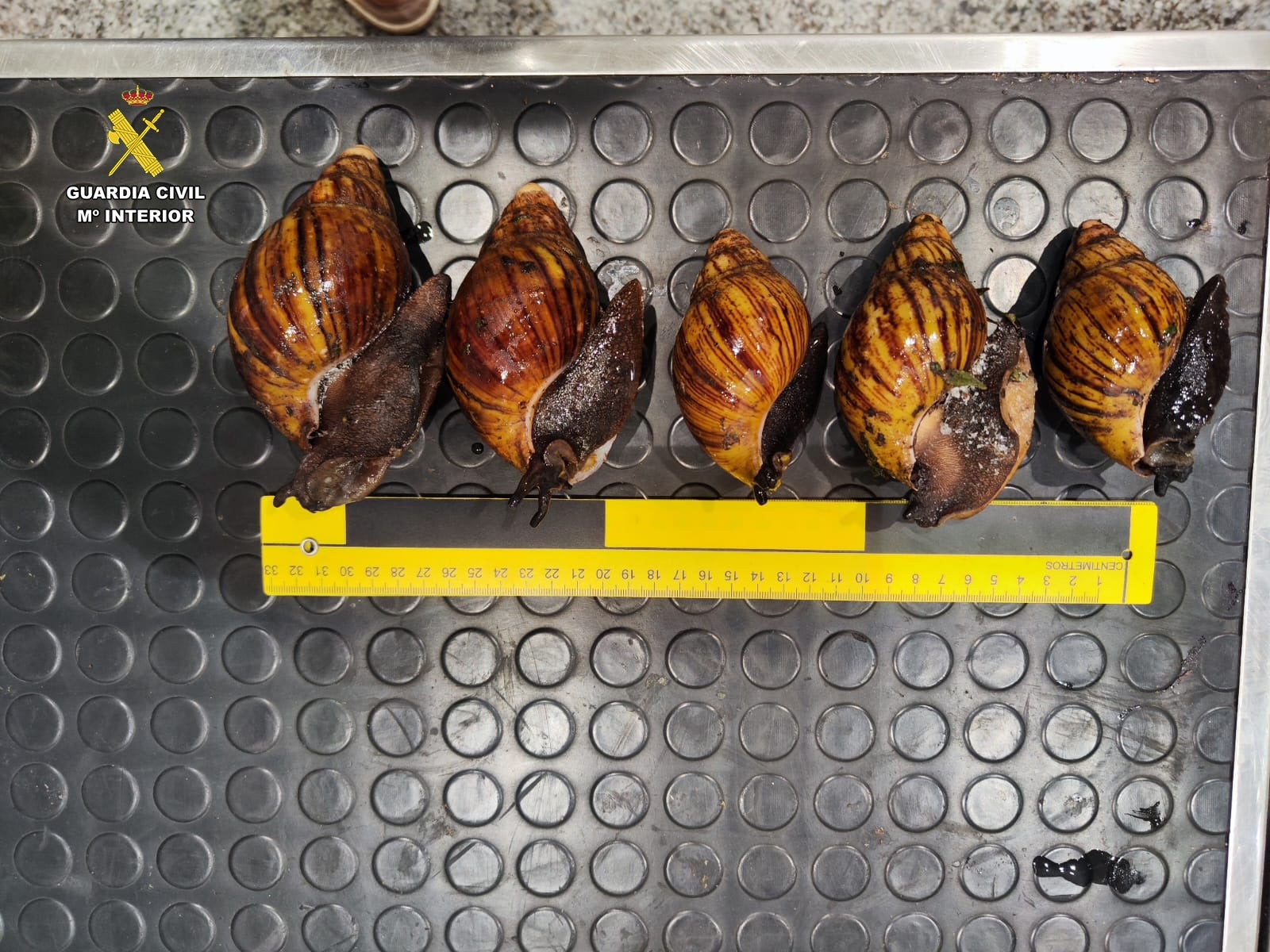 Intervenidos 38 caracoles gigantes africanos vivos en el aeropuerto de Bilbao Intervenidos 38 caracoles gigantes africanos vivos en el aeropuerto de Bilbao