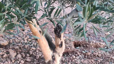 Daños ocasionador por los conejos en el tronco de los olivos Daños ocasionador por los conejos en el tronco de los olivos