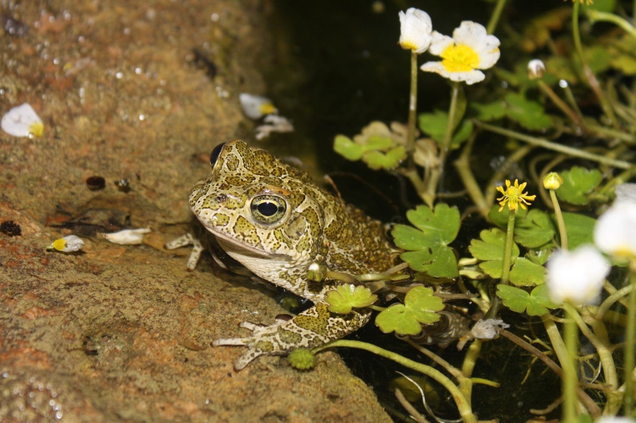 Lanzan una campaña para conocer el estado de las últimas poblaciones del calàpet o sapo balear en la isla de Ibiza Lanzan una campaña para conocer el estado de las últimas poblaciones del calàpet o sapo balear en la isla de Ibiza