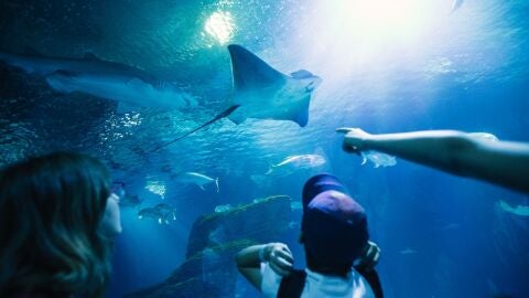 Oceanogr&agrave;fic