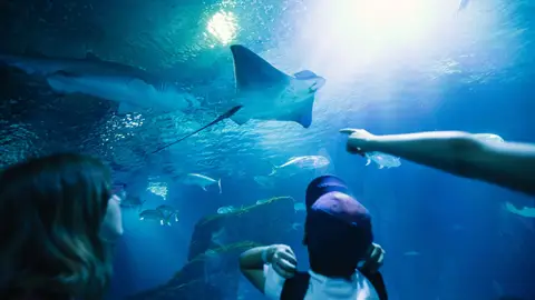 Oceanogràfic Oceanogràfic