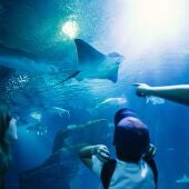 Oceanogràfic