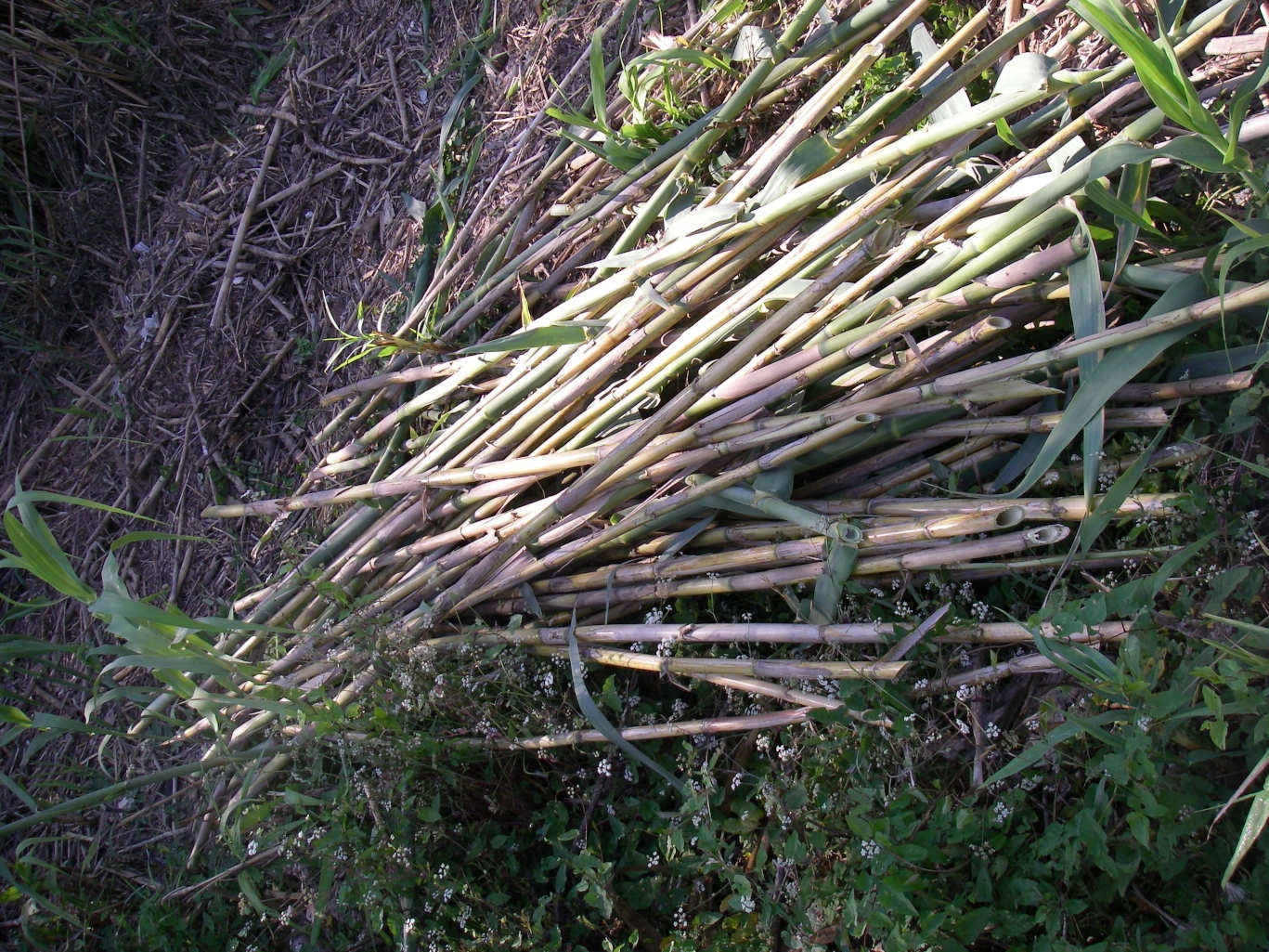 El proyecto “Canya a la Canya” del Consorcio de la Ribera contempla la creación de un gran corredor verde entre Sumacàrcer y el mar El proyecto “Canya a la Canya” del Consorcio de la Ribera contempla la creación de un gran corredor verde entre Sumacàrcer y el mar