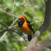 Golondrina en una rama