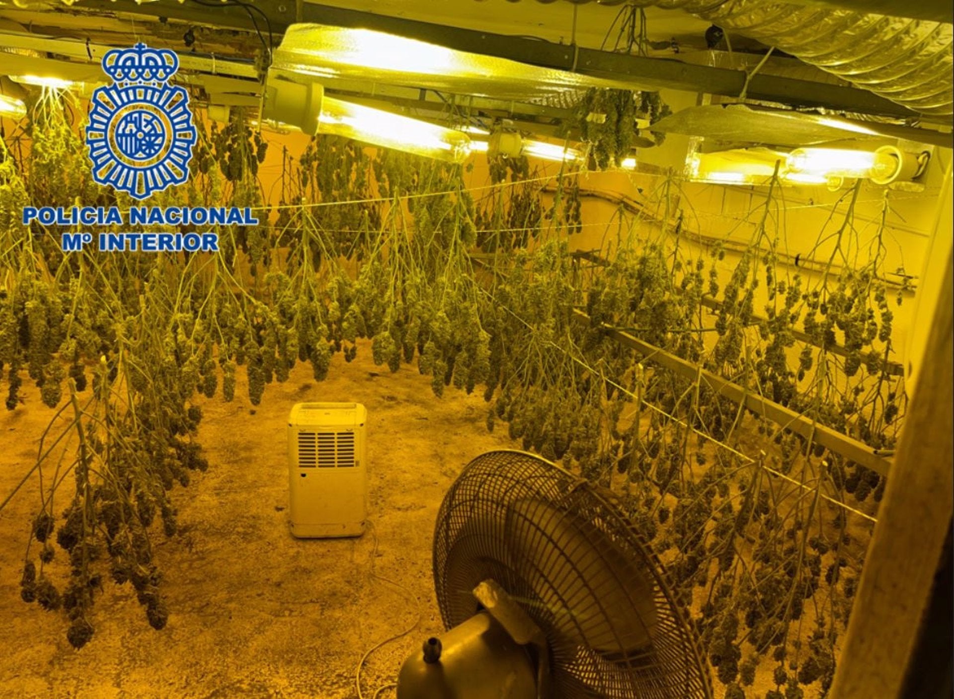 La Policía Nacional descubre un zulo con más de 200 plantas de marihuana en el Ejido La Policía Nacional descubre un zulo con más de 200 plantas de marihuana en el Ejido