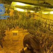 La Policía Nacional descubre un zulo en el Ejido con más de 200 plantas de marihuana