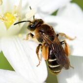 Ejemplar de abeja 'Andrena baetica'