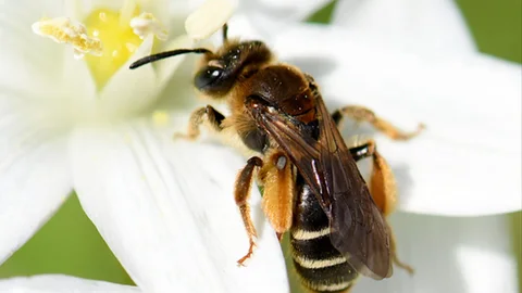 Ejemplar de abeja 'Andrena baetica'