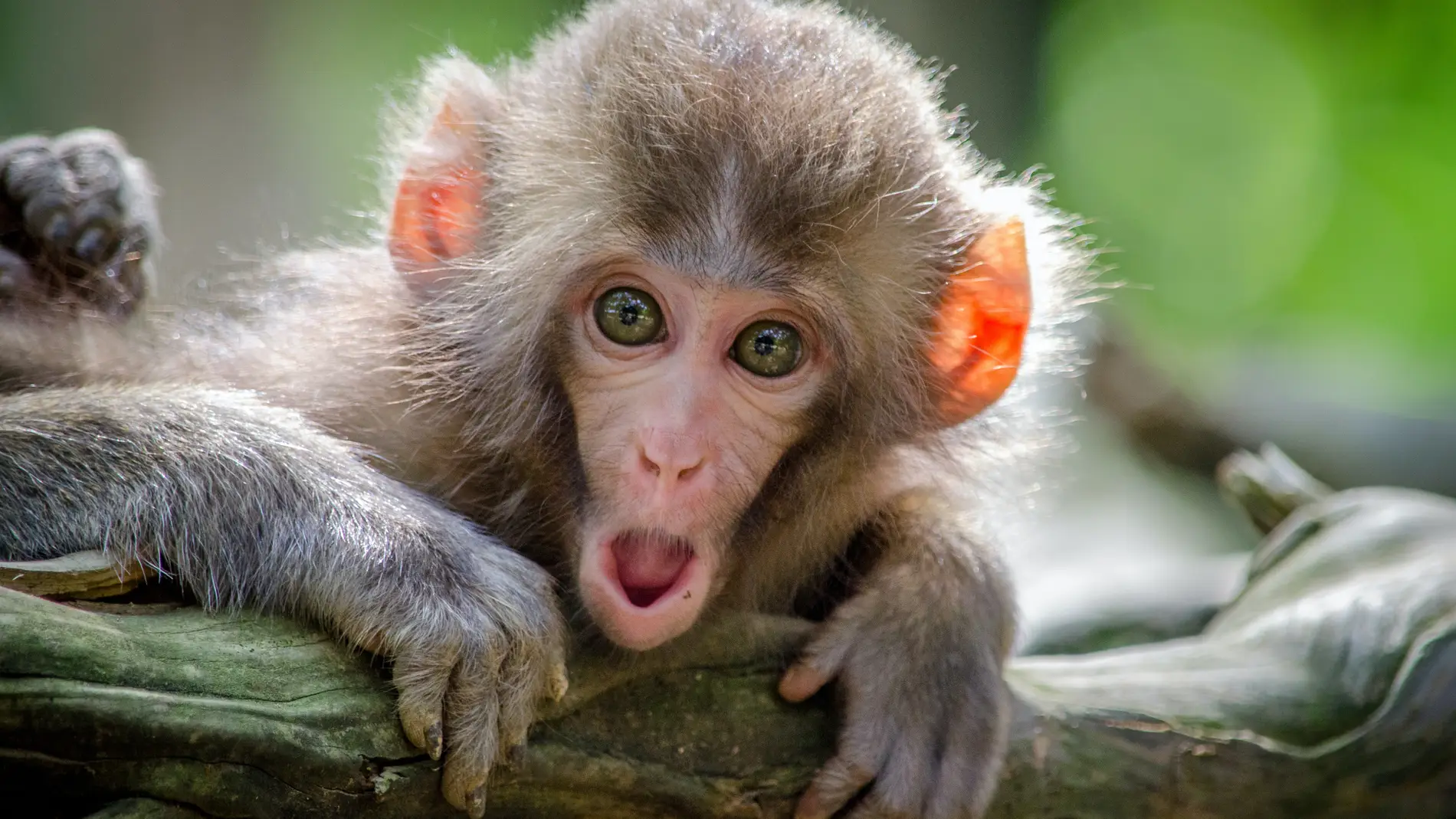 Imagen de un mono.