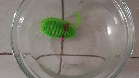 Foto enviada por una oyente de un juguete de su gato metido dentro del bebedero