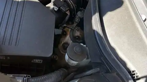 Perro rescatado de un motor en Marietta Perro rescatado de un motor en Marietta