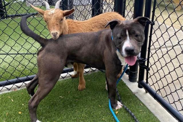 La cabra Cinnamon y el perro Felix: "A la familia no la eliges, pero a los amigos sí" La cabra Cinnamon y el perro Felix: "A la familia no la eliges, pero a los amigos sí"