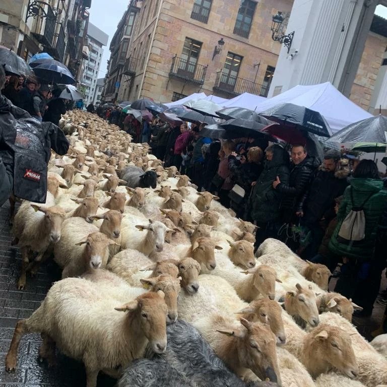 2.000 ovejas se pasean por Ordizia 2.000 ovejas se pasean por Ordizia