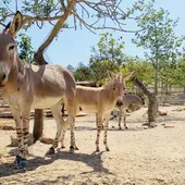 asno somali asno somali
