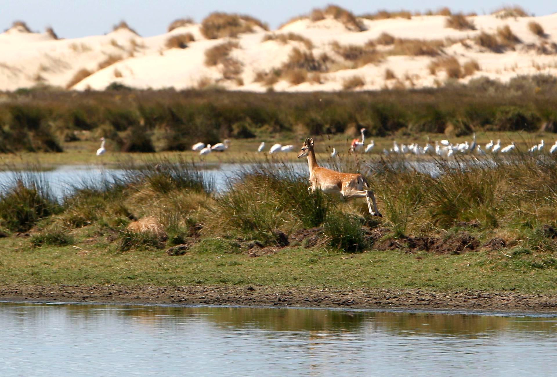 Andalucía vota la reordenación de los regadíos en Doñana a pesar de los avisos de la Unión Europea Andalucía vota la reordenación de los regadíos en Doñana a pesar de los avisos de la Unión Europea
