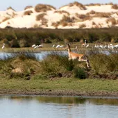 Andalucía vota la reordenación de los regadíos en Doñana a pesar de los avisos de la Unión Europea Andalucía vota la reordenación de los regadíos en Doñana a pesar de los avisos de la Unión Europea