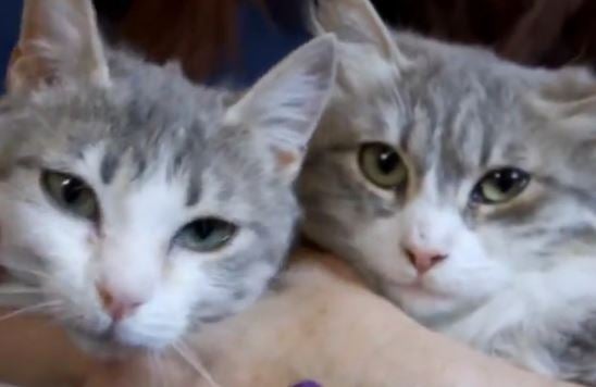 Adopa en JELO: Tres gatitas que buscan un hada madrina Adopa en JELO: Tres gatitas que buscan un hada madrina