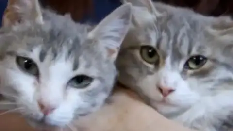 Adopa en JELO: Tres gatitas que buscan un hada madrina Adopa en JELO: Tres gatitas que buscan un hada madrina