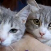 Adopa en JELO: Tres gatitas que buscan un hada madrina