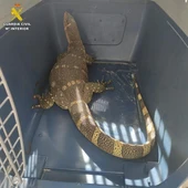 Reptil localizado por el SEPRONA en Villarta de San Juan Reptil localizado por el SEPRONA en Villarta de San Juan