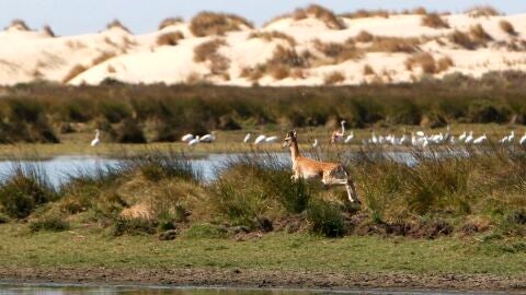Imagen de archivo de la laguna de Santa Olalla, en pleno coraz&oacute;n de Do&ntilde;ana. 