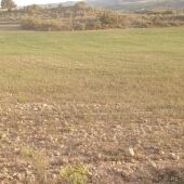 La cosecha de cereal, en peligro en Aragón por la sequía.