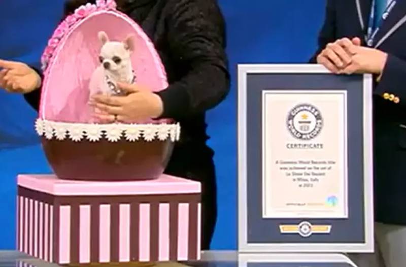 Pearl, la perra mas pequeña del mundo: "Los que quieran animales cada vez más pequeños, que se corten las piernas y anden con las nalgas" Pearl, la perra mas pequeña del mundo: "Los que quieran animales cada vez más pequeños, que se corten las piernas y anden con las nalgas"