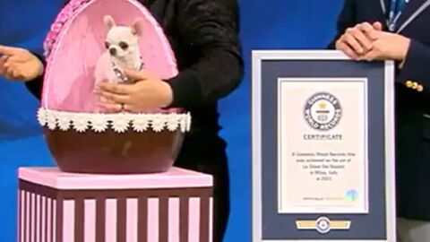 Pearl, la perra m&aacute;s peque&ntilde;a del World Record Guinness