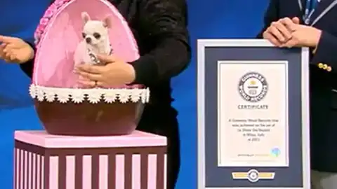 Pearl, la perra más pequeña del World Record Guinness Pearl, la perra más pequeña del World Record Guinness