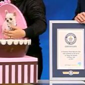 Pearl, la perra más pequeña del World Record Guinness