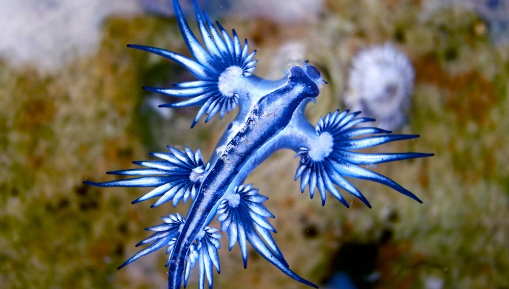Dragón azul del mar Dragón azul del mar