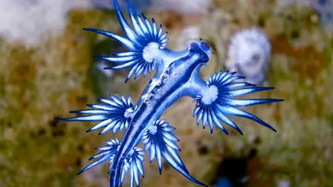 Dragón azul del mar Dragón azul del mar