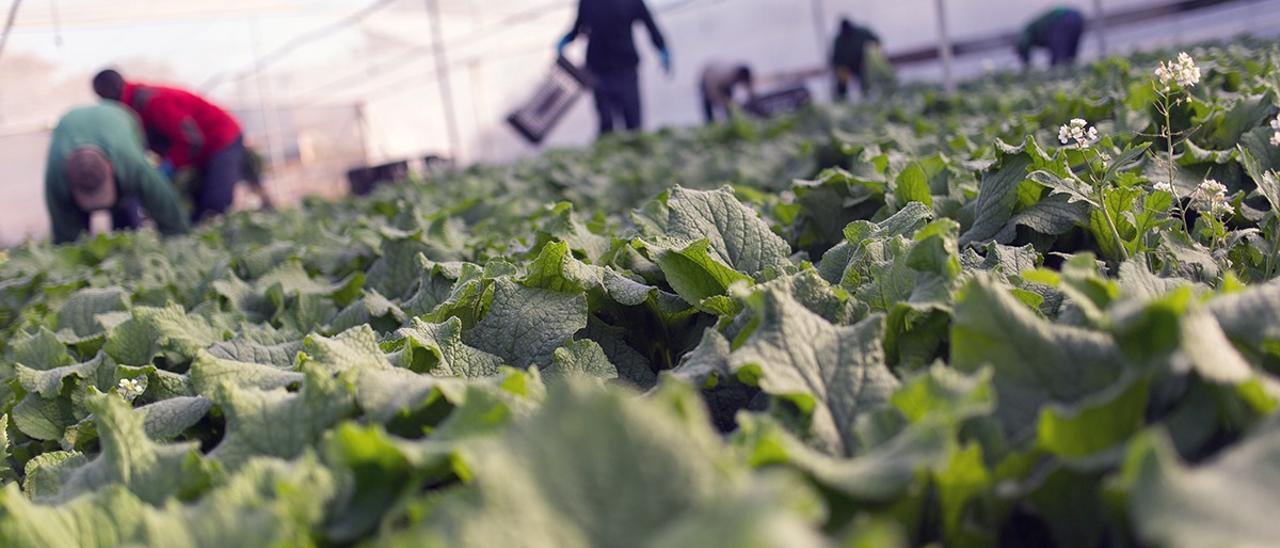 Pepino, cebolla o borraja de Zaragoza escasearán en verano Pepino, cebolla o borraja de Zaragoza escasearán en verano