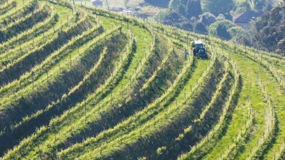 La Denominaci&oacute;n de Origen R&iacute;as Baixas es la uni&oacute;n de los productores (viticultores) y elaboradores (bodegas) del territorio definido en el Pliego de Condiciones de la DO R&iacute;as Baixas. 