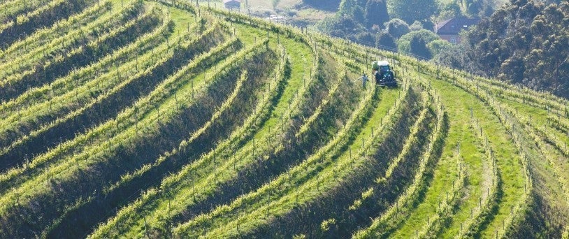 O compromiso coa sostibilidade nas adegas da DO Rías Baixas O compromiso coa sostibilidade nas adegas da DO Rías Baixas