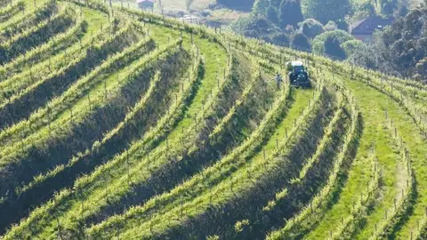Vista de los viñedos de la DO Rías Baixas La Denominación de Origen Rías Baixas es la unión de los productores (viticultores) y elaboradores (bodegas) del territorio definido en el Pliego de Condiciones de la DO Rías Baixas.
