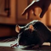 Qué pasa si mato una rata o una cucaracha: la diferencia clave por la que puedes ser sancionado con penas de cárcel