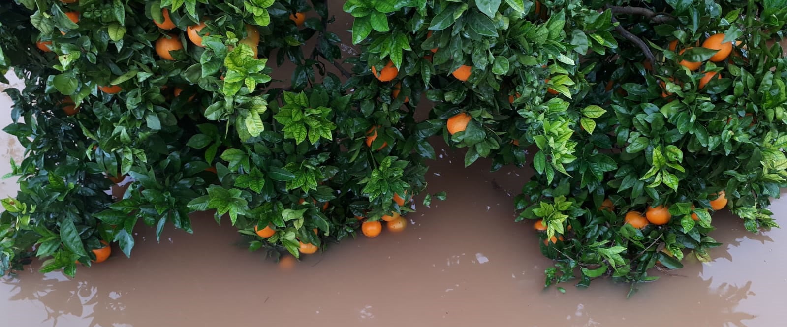 La sequía comienza a tener sus efectos en el campo y quintuplica los costes a los agricultores de La Ribera La sequía comienza a tener sus efectos en el campo y quintuplica los costes a los agricultores de La Ribera