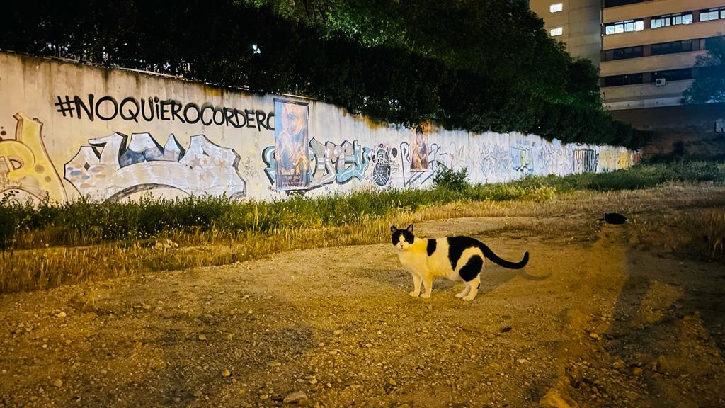 Una congregación religiosa impide alimentar a los gatos ubicados en una parcela del Ayuntamiento de Madrid Una congregación religiosa impide alimentar a los gatos ubicados en una parcela del Ayuntamiento de Madrid