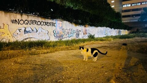 Gato de la colonia felina de Usera