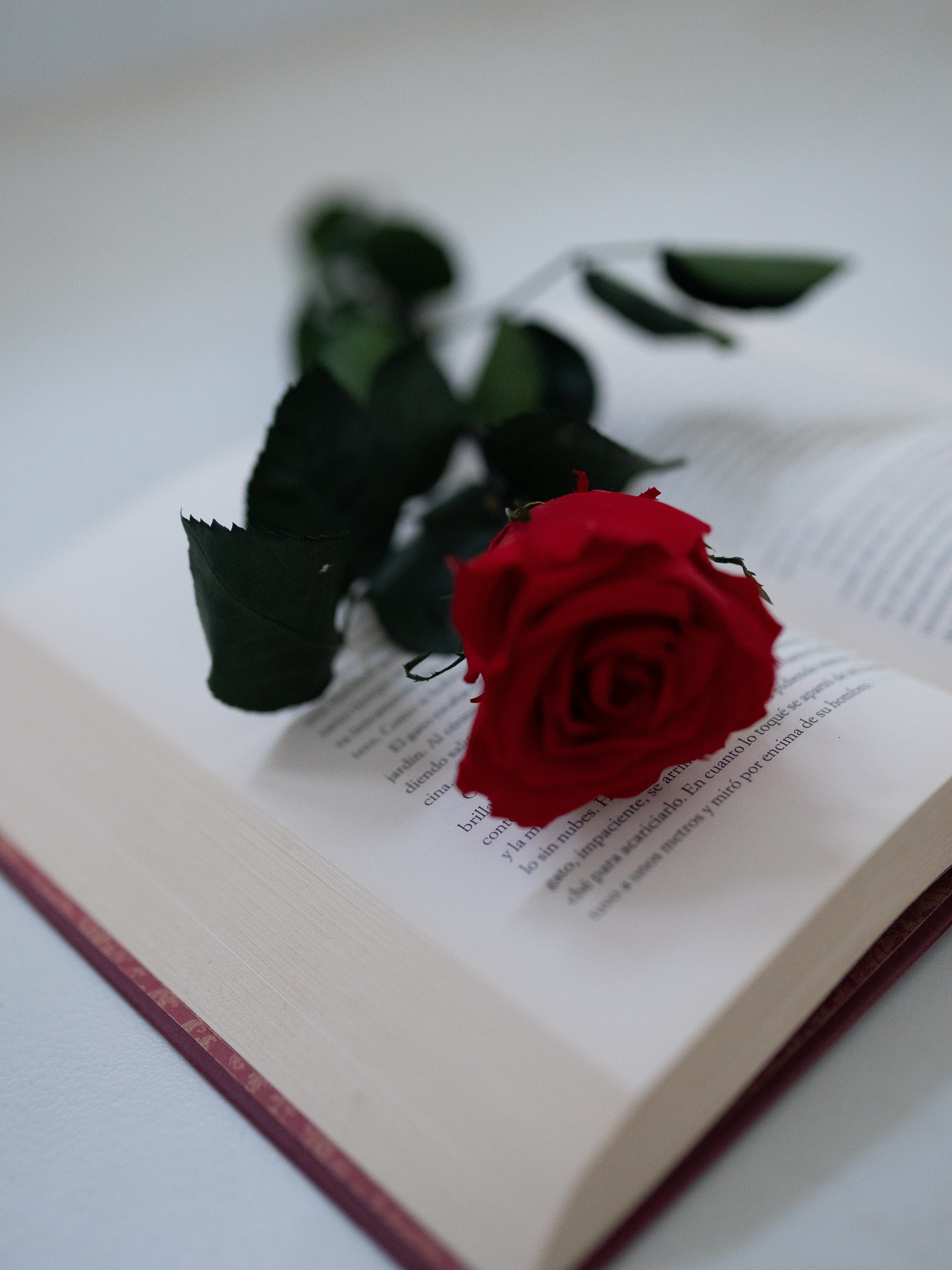 Día del Libro con rosas para los participantes en las actividades de la biblioteca de Peñíscola Día del Libro con rosas para los participantes en las actividades de la biblioteca de Peñíscola