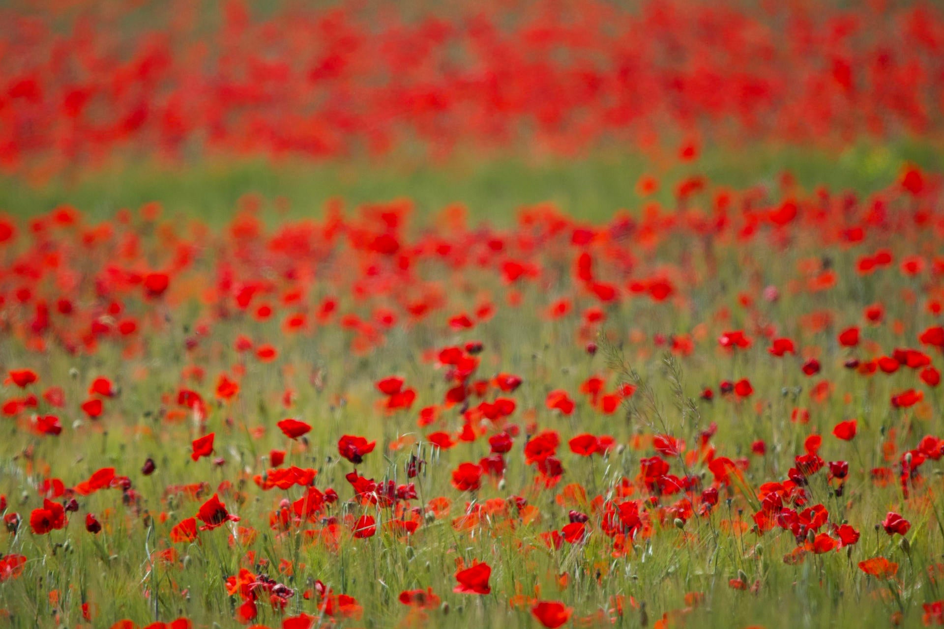 Las zonas más afectadas por la ola de calor de esta semana: ¿se llegará a los 40 grados? Las zonas más afectadas por la ola de calor de esta semana: ¿se llegará a los 40 grados?