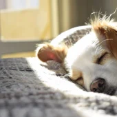 Cómo detectar un golpe de calor en perros: estos son los síntomas Cómo detectar un golpe de calor en perros: estos son los síntomas