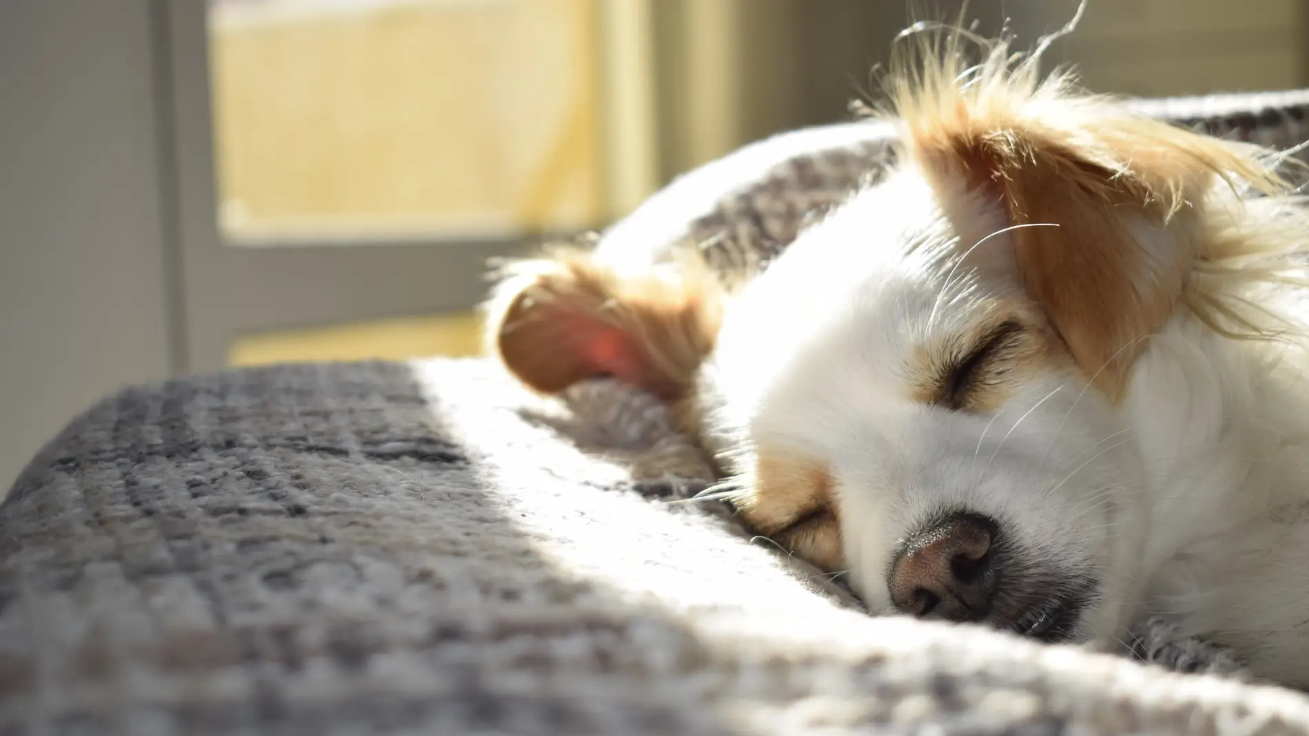 Cómo detectar un golpe de calor en perros: estos son los síntomas