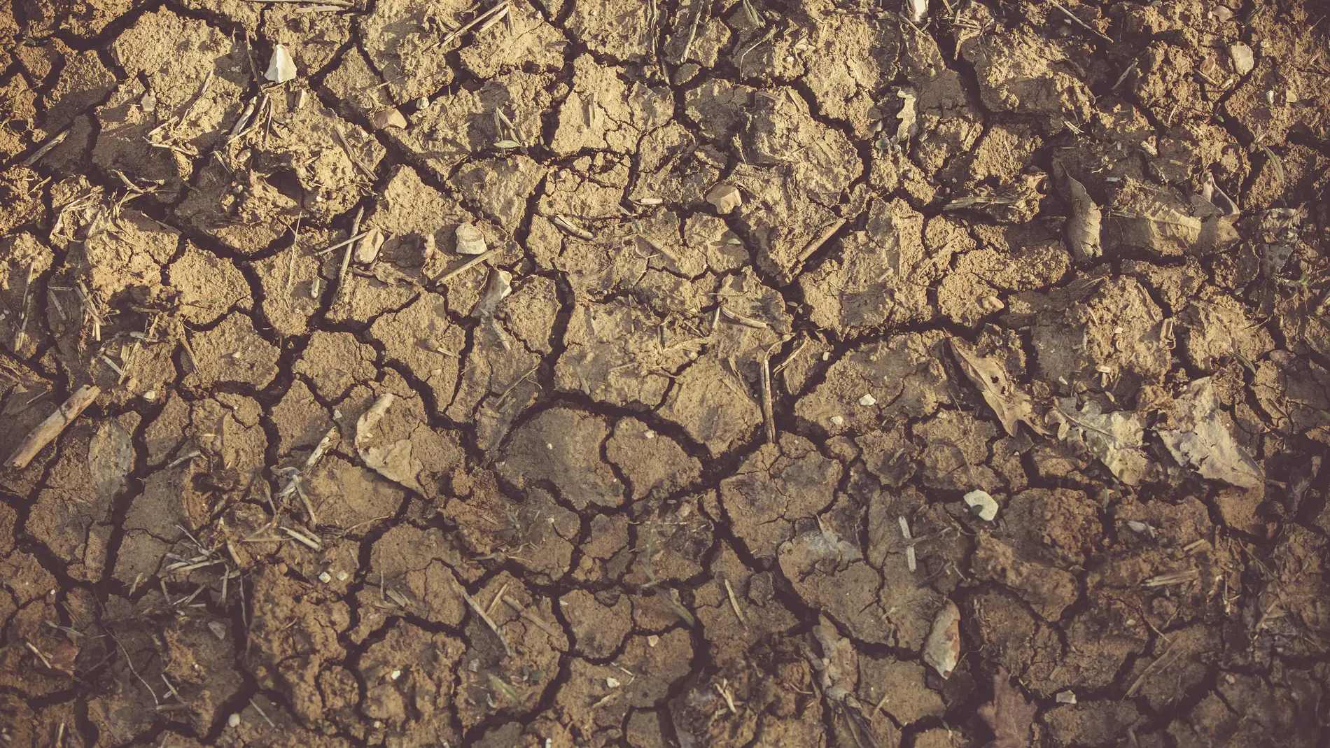 Imagen de archivo de un suelo afectado por la sequía